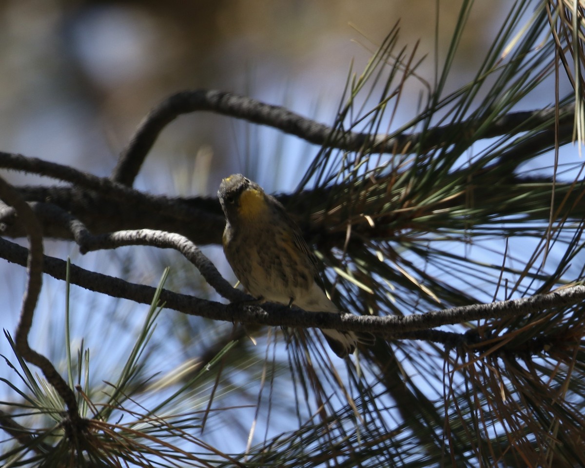 Yellow-rumped Warbler (Audubon's) - ML623153491