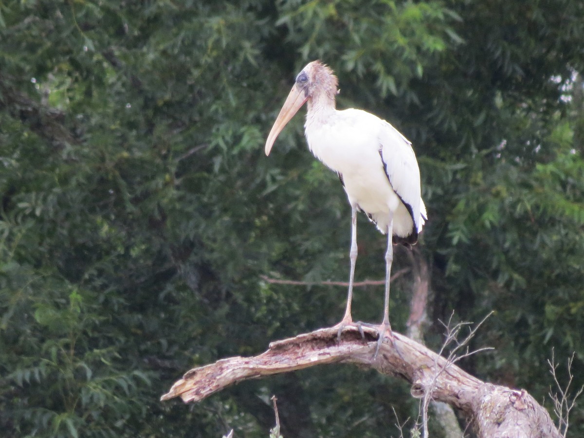 Wood Stork - Timothy Fennell