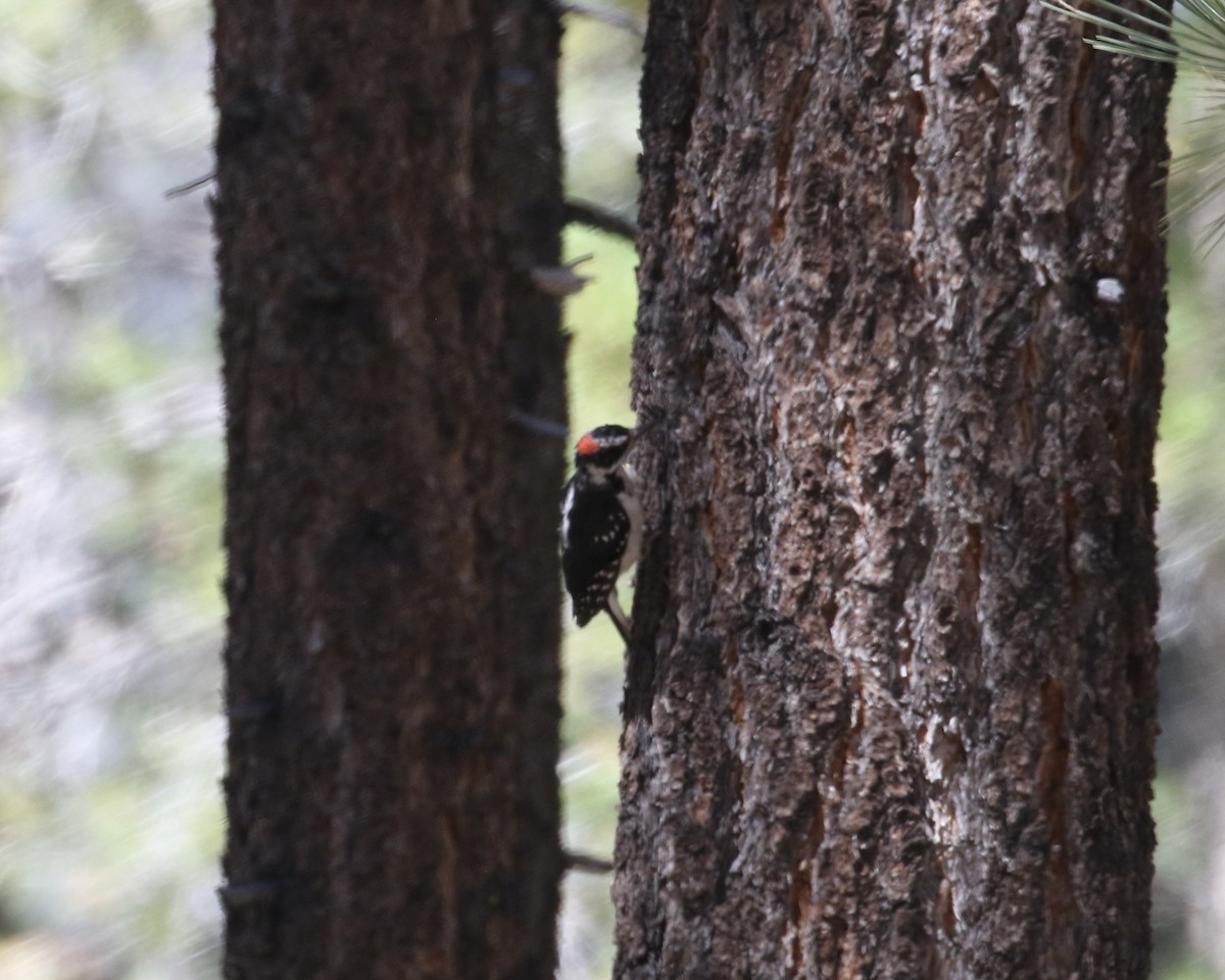 Hairy Woodpecker - ML623153528