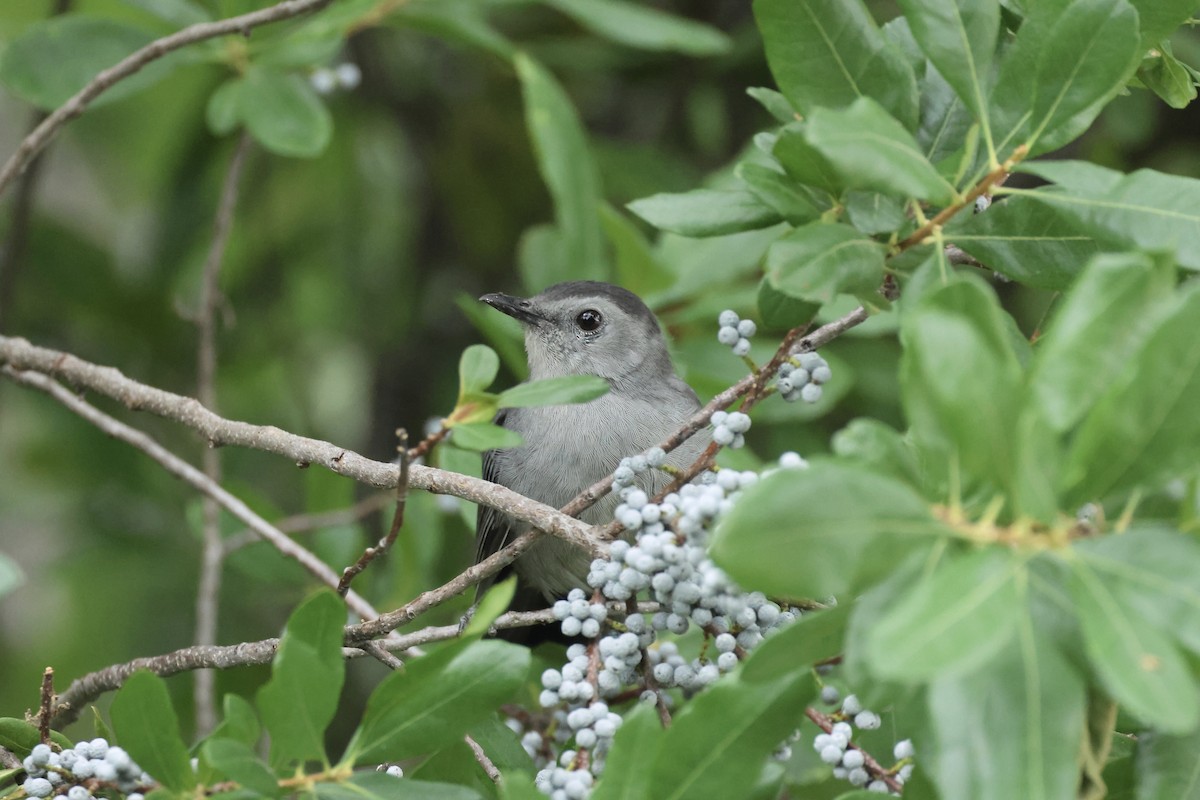 Katzenspottdrossel - ML623153541