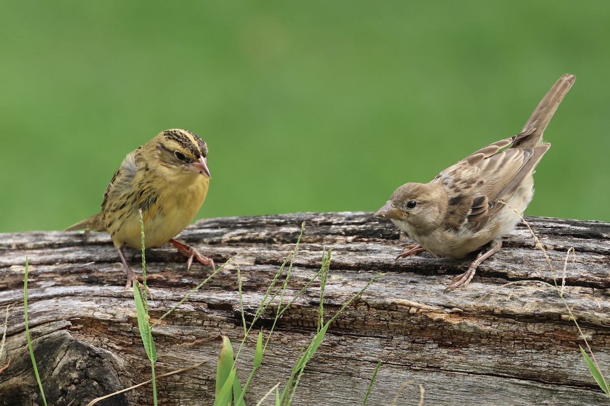 Moineau domestique - ML623153572