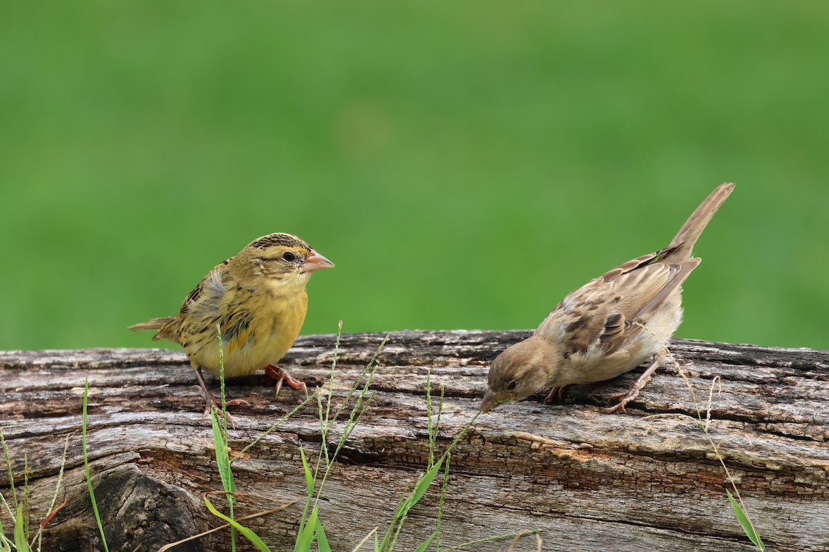 Moineau domestique - ML623153573