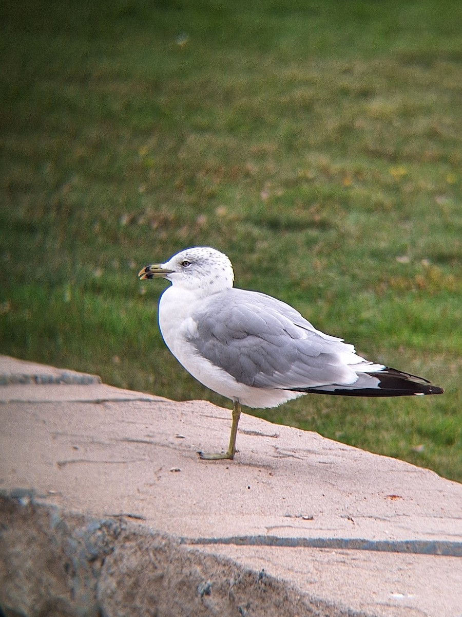 Ring-billed Gull - ML623153574