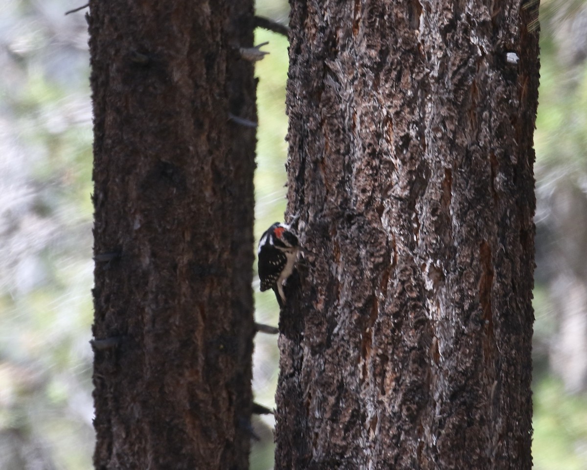 Hairy Woodpecker - ML623153587