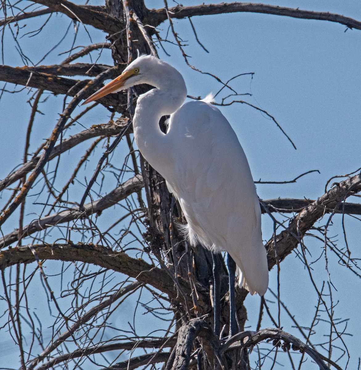 Great Egret - ML623153598