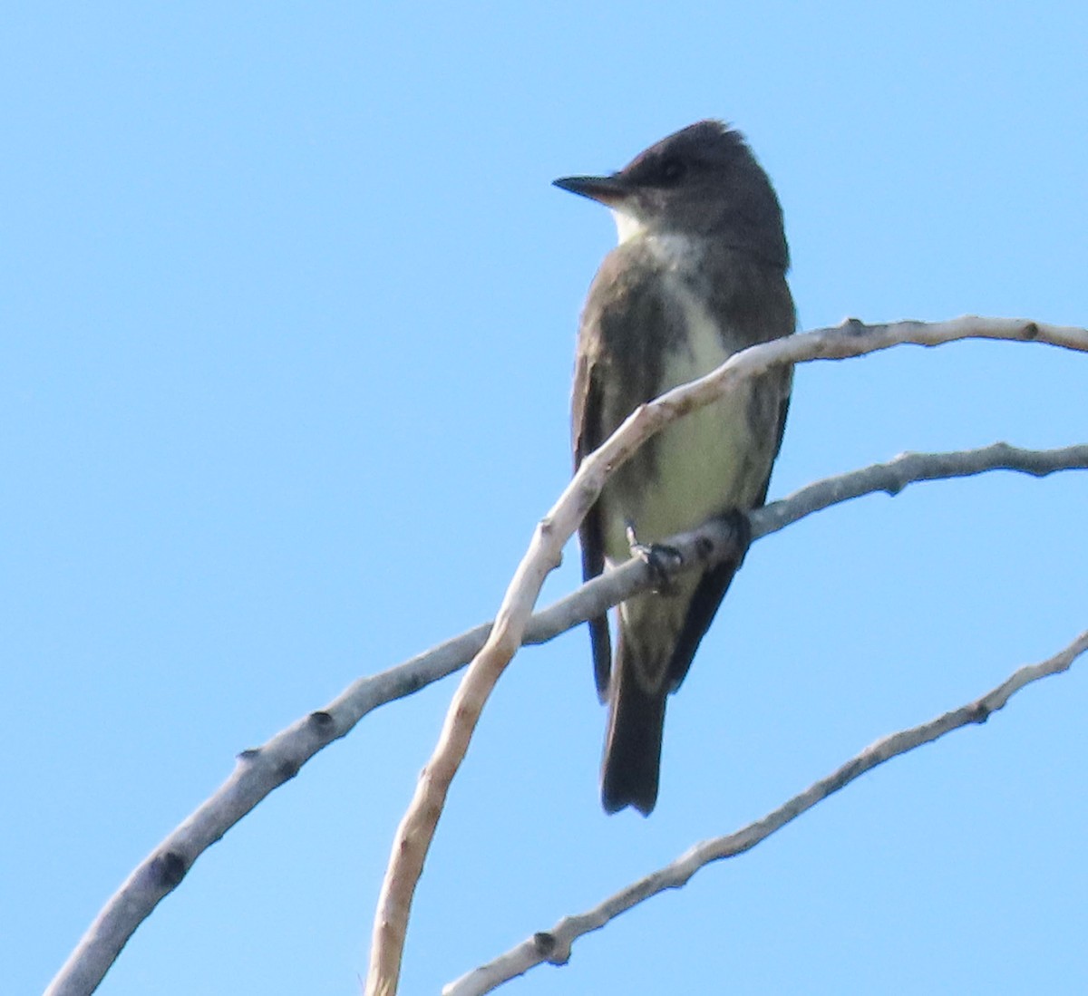 Olive-sided Flycatcher - ML623153605