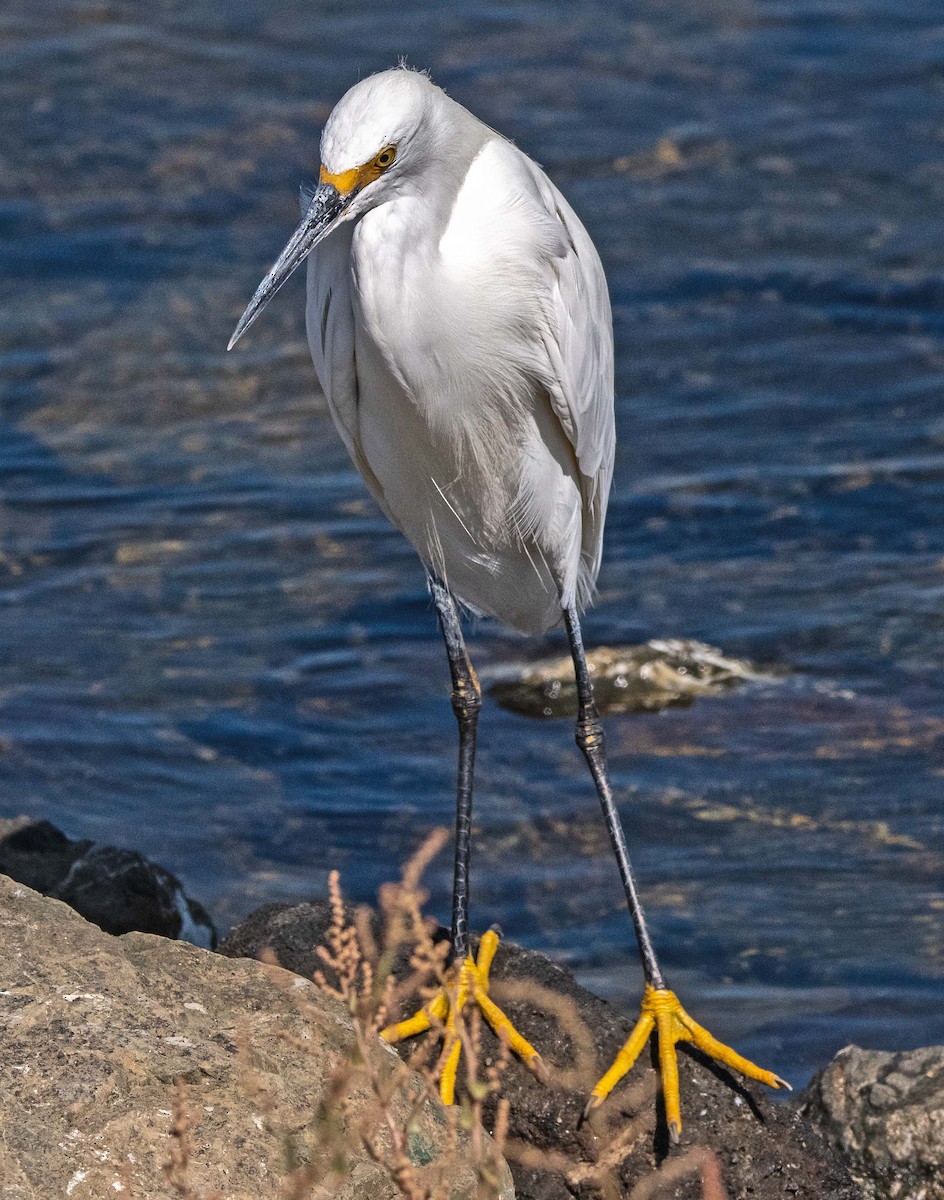 Snowy Egret - Margaret & Fred Parkes