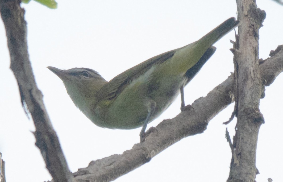 Red-eyed Vireo - ML623153631