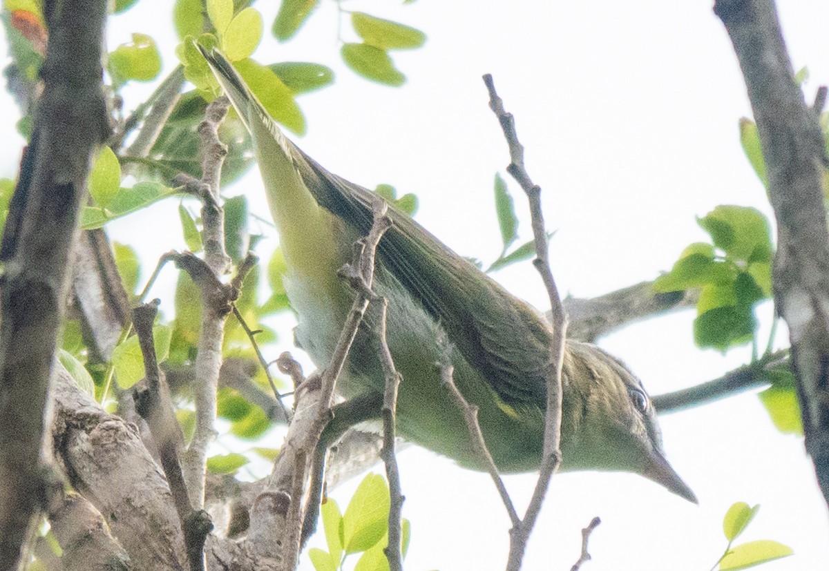 Red-eyed Vireo - ML623153646