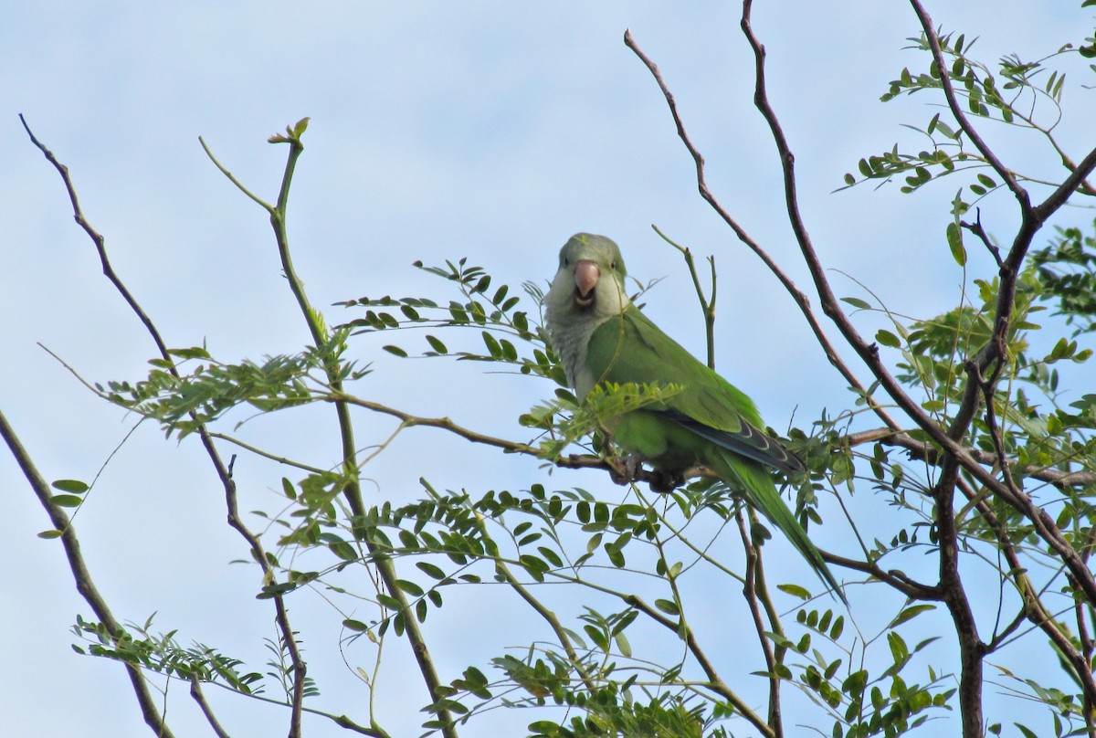 Monk Parakeet - ML623153699