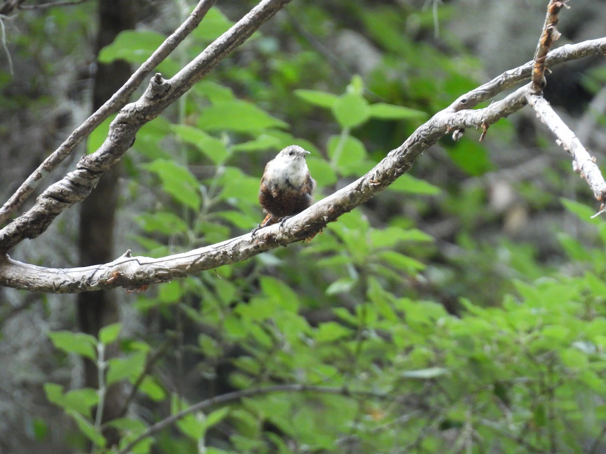 Canyon Wren - ML623153718