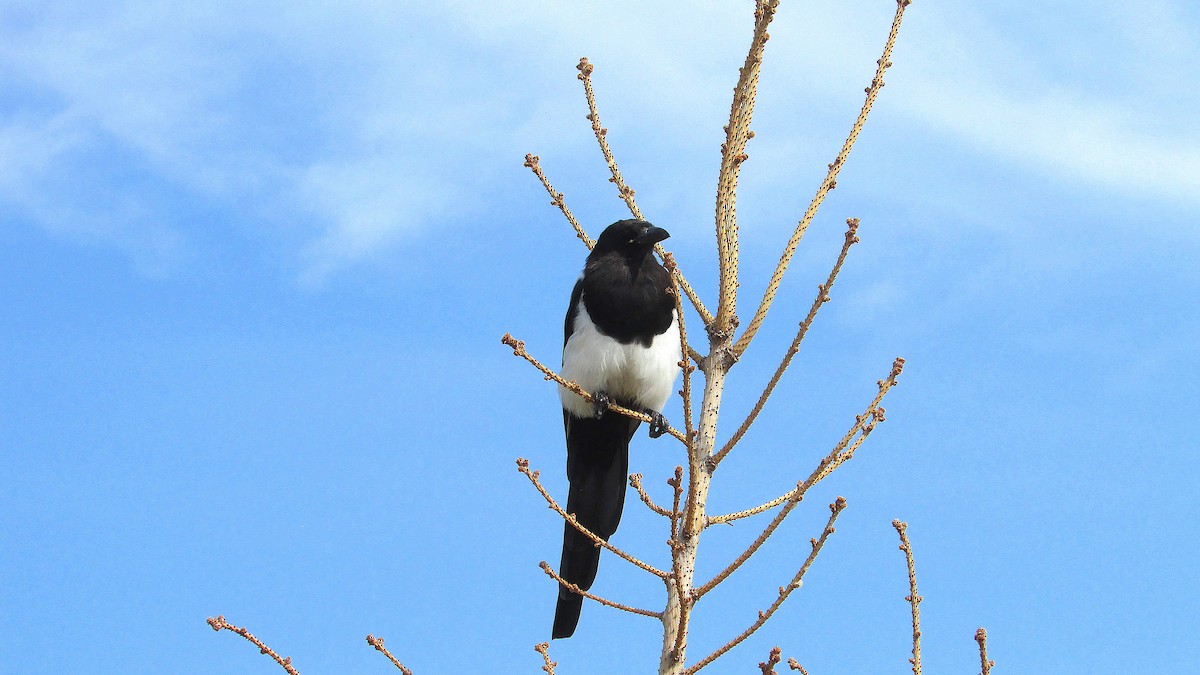 Black-billed Magpie - ML623153781