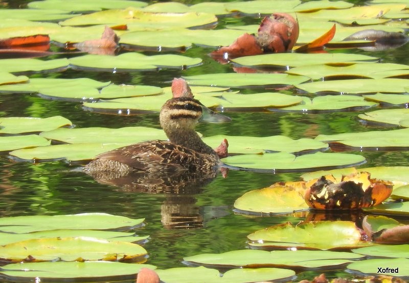 Masked Duck - ML623153792