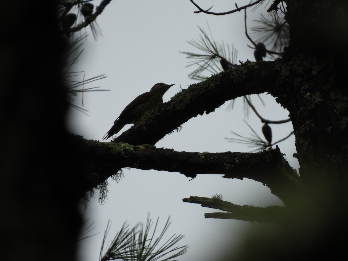 Golden-olive Woodpecker - ML623153842