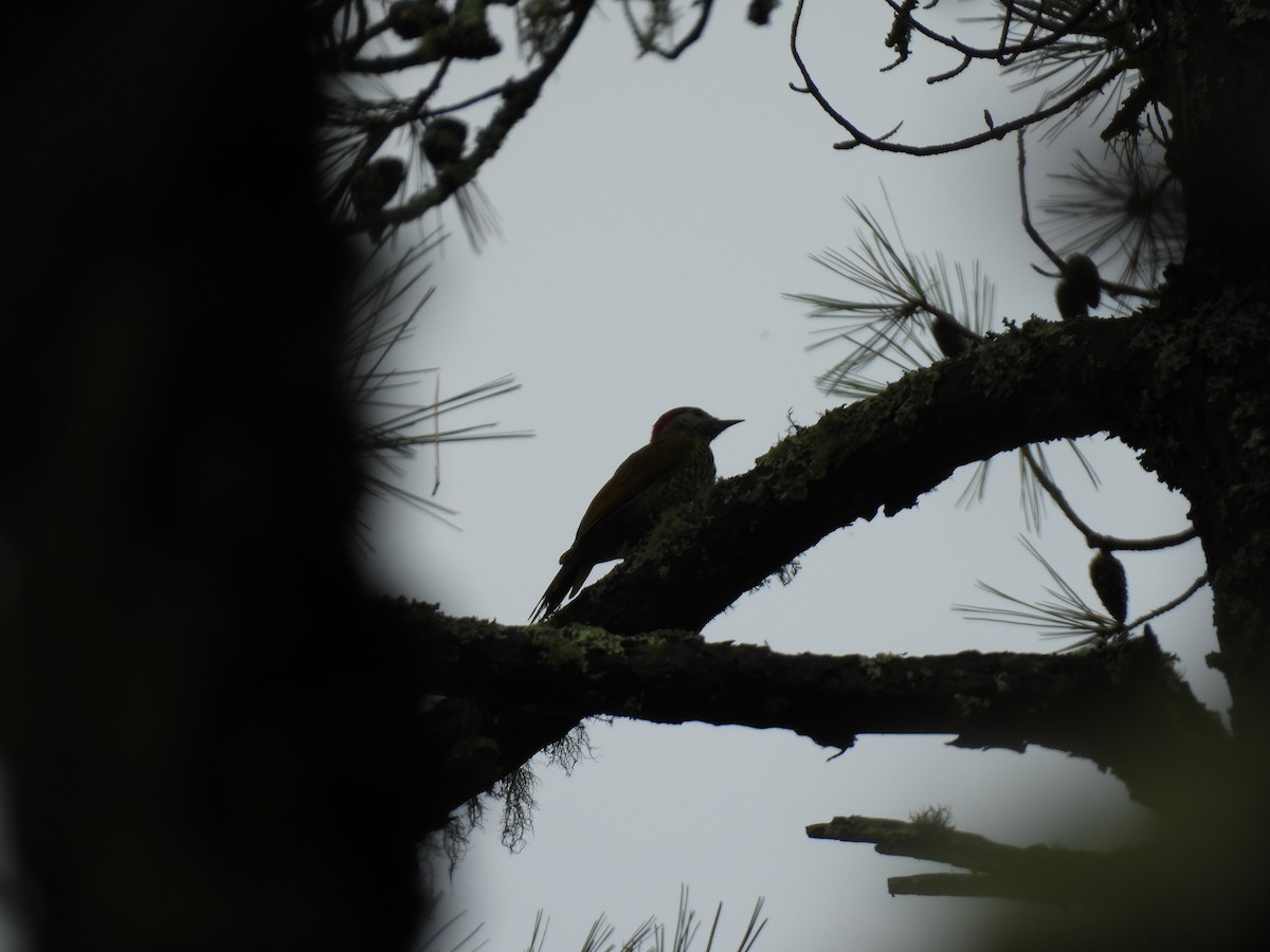 Golden-olive Woodpecker - ML623153843