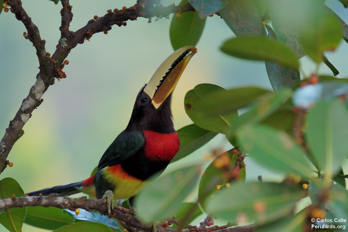 arassari bledozobý - ML623153856