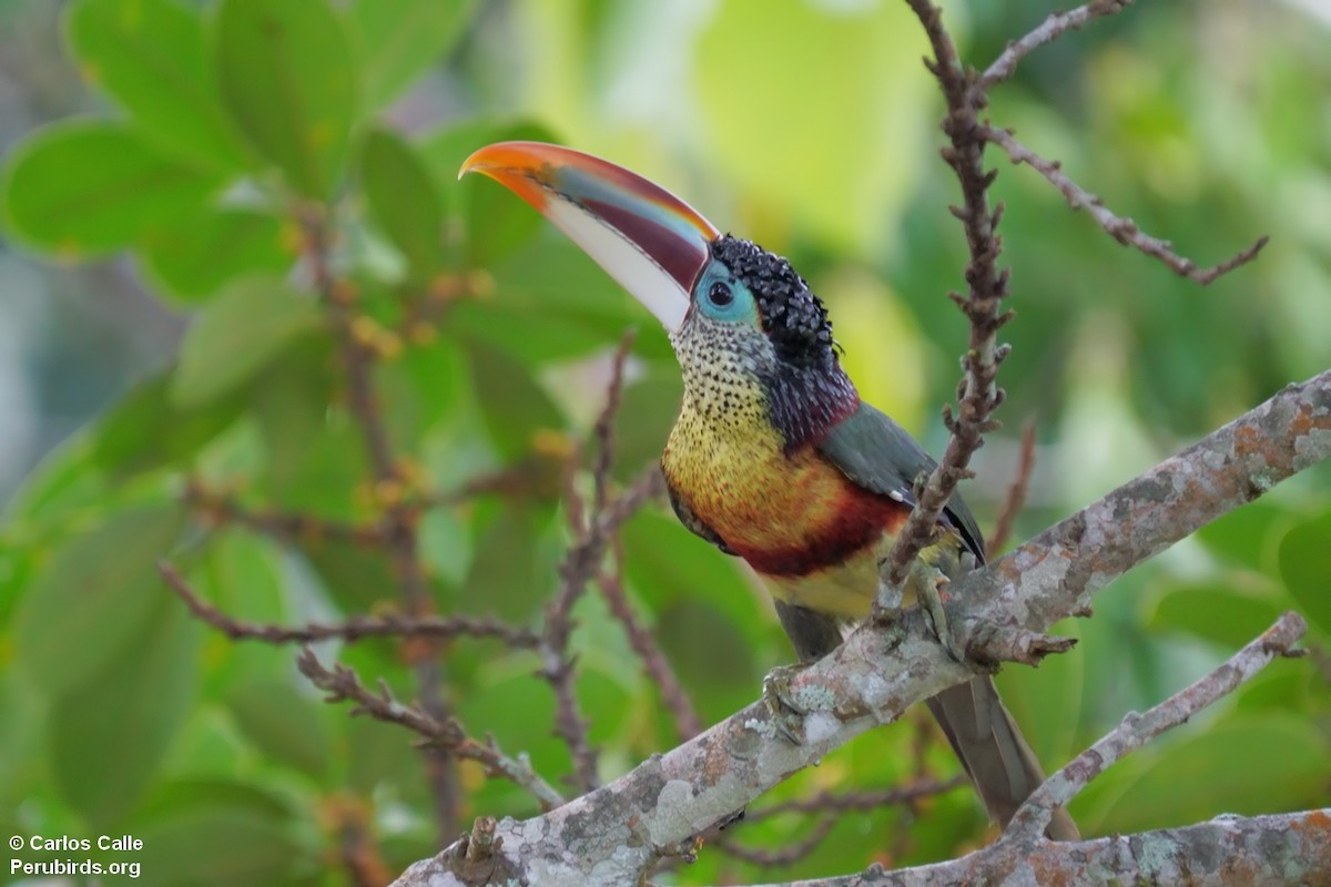 Curl-crested Aracari - ML623153862