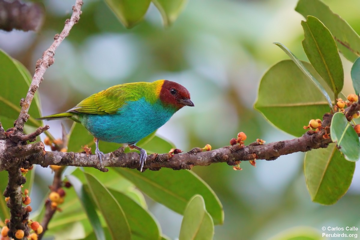 Bay-headed Tanager - ML623153871