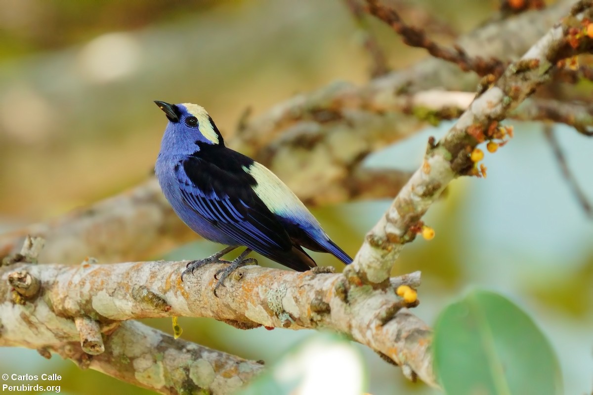 Opal-crowned Tanager - ML623153874