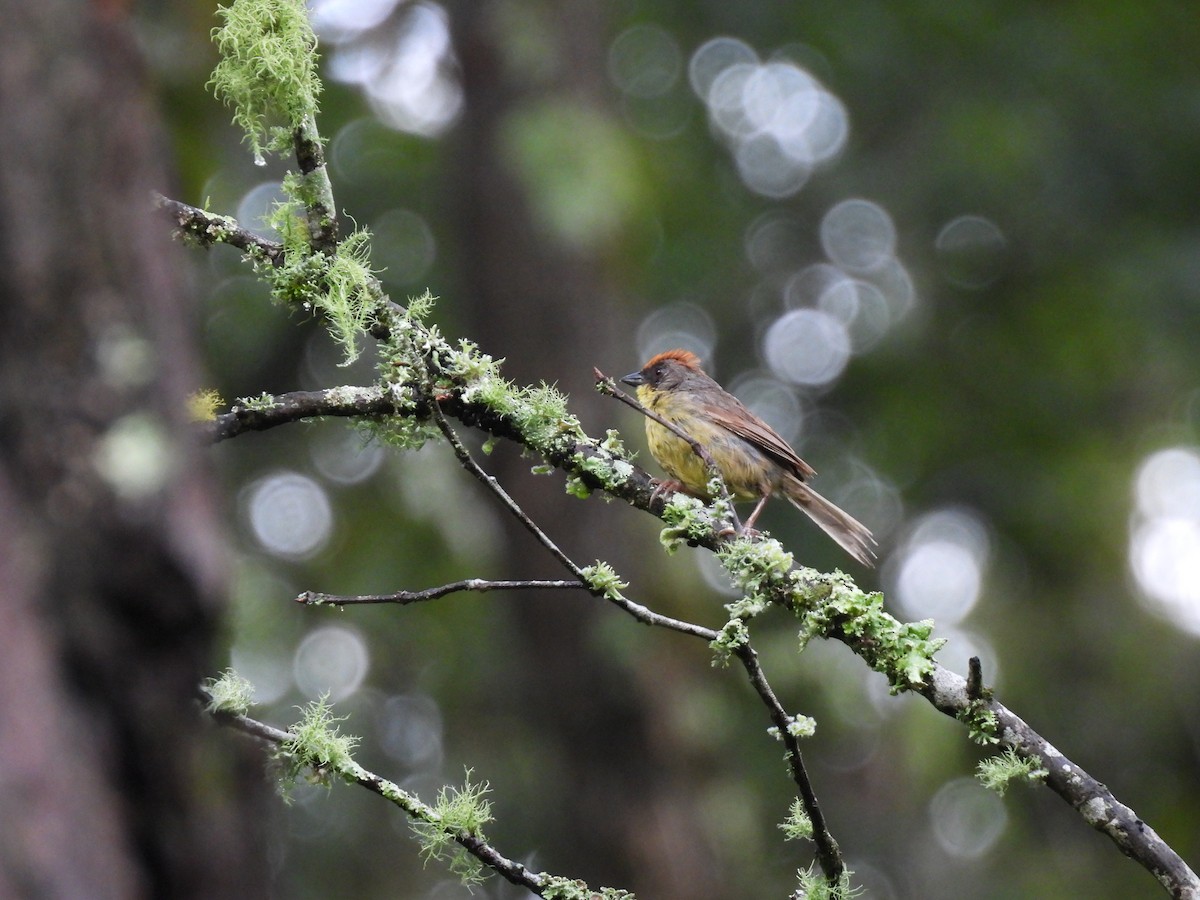 Rufous-capped Brushfinch - ML623153902