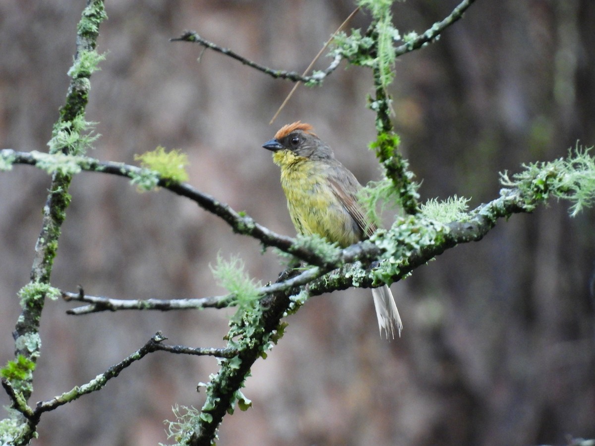 Rufous-capped Brushfinch - ML623153905