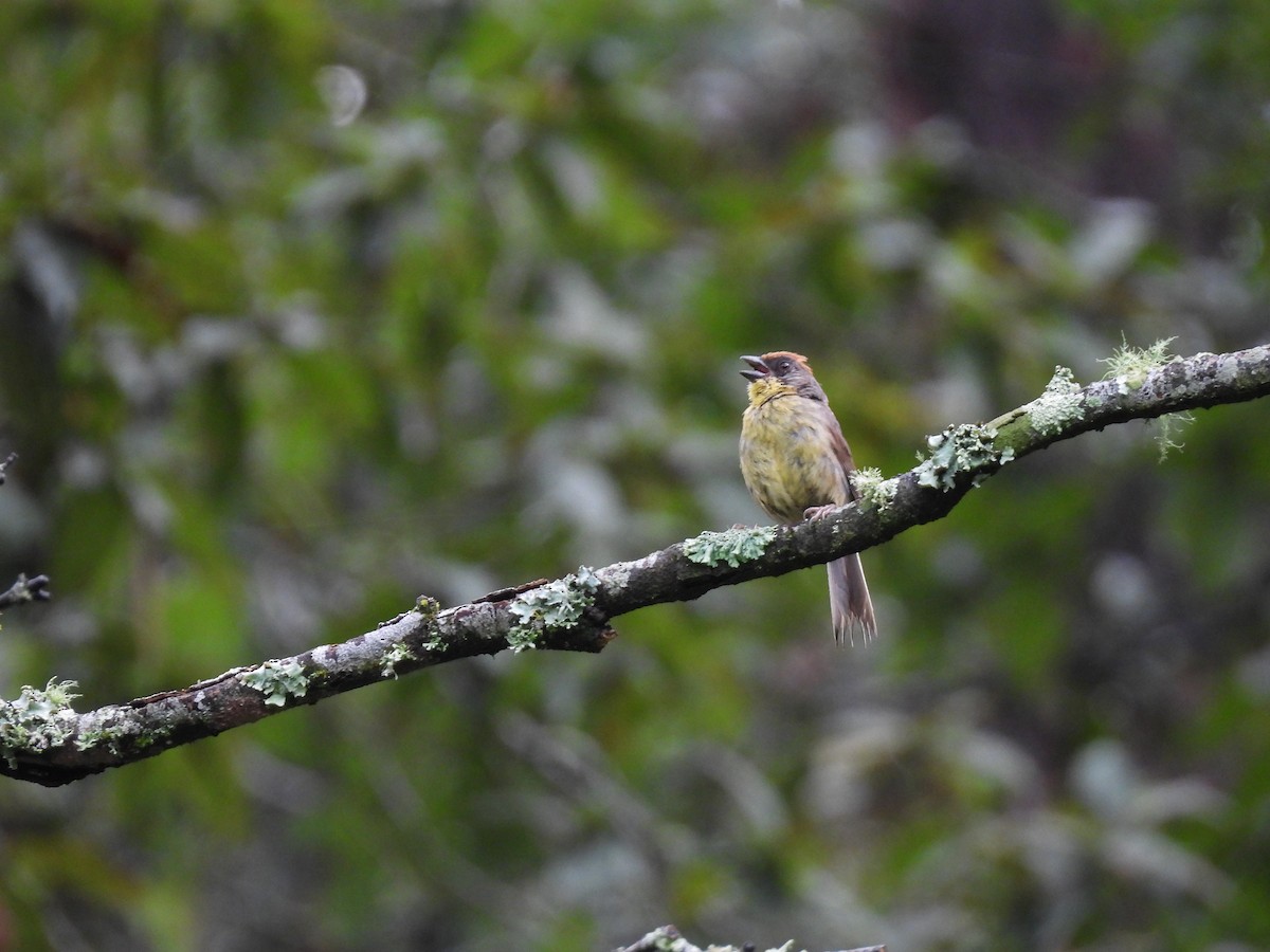 Rufous-capped Brushfinch - ML623153908