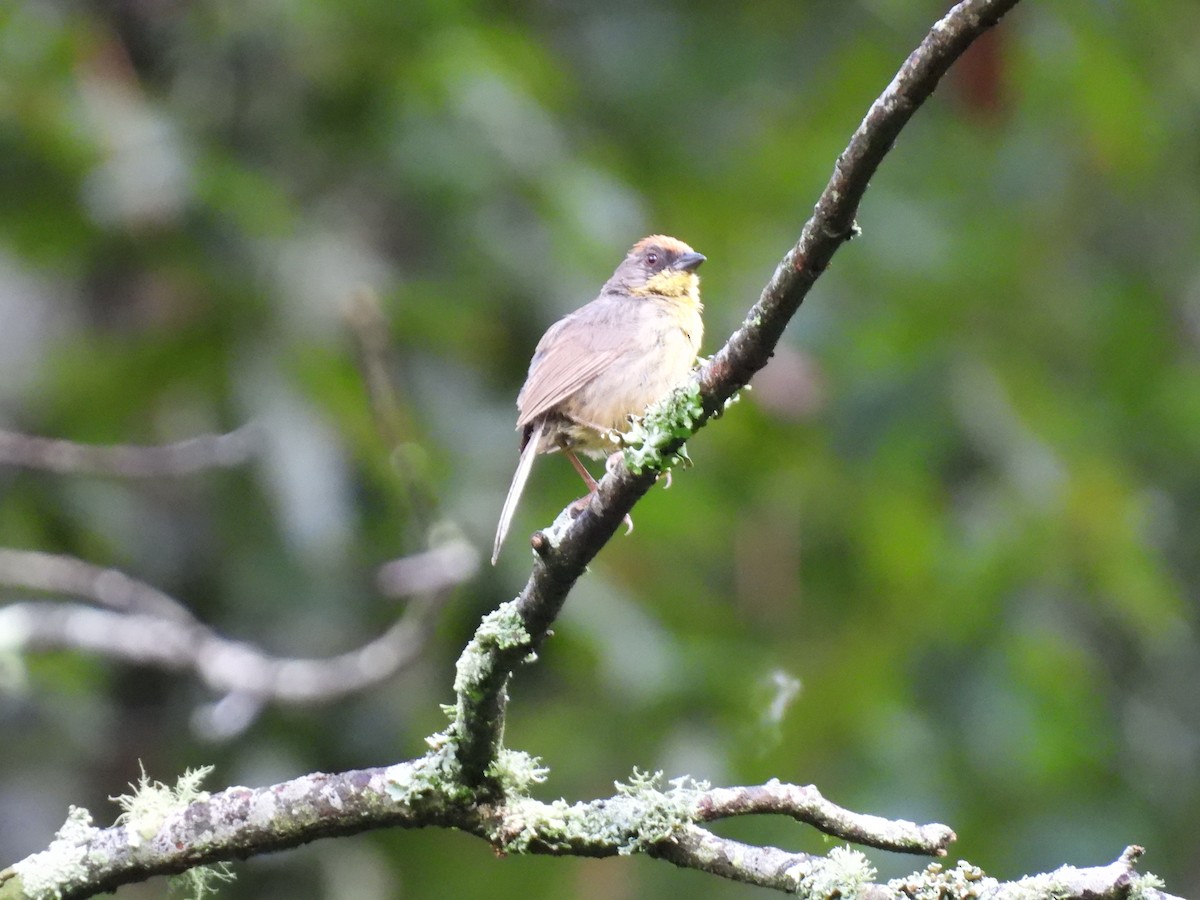 Rufous-capped Brushfinch - ML623153909