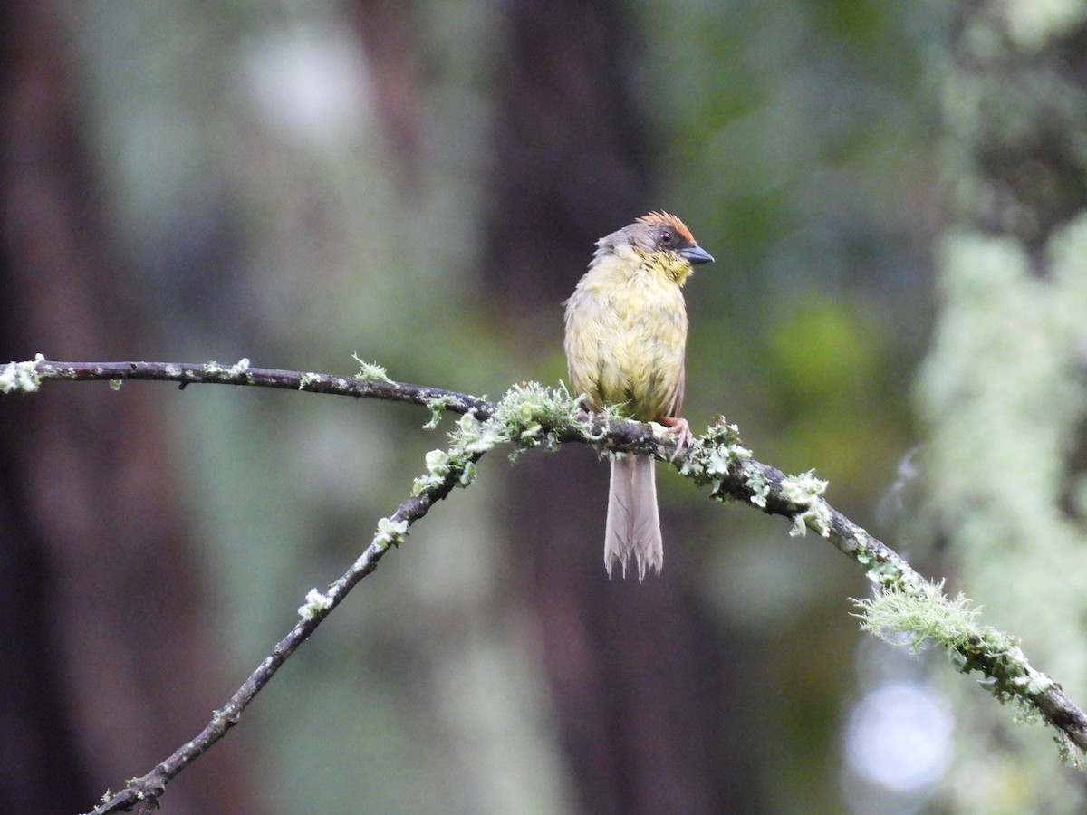 Rufous-capped Brushfinch - ML623153910