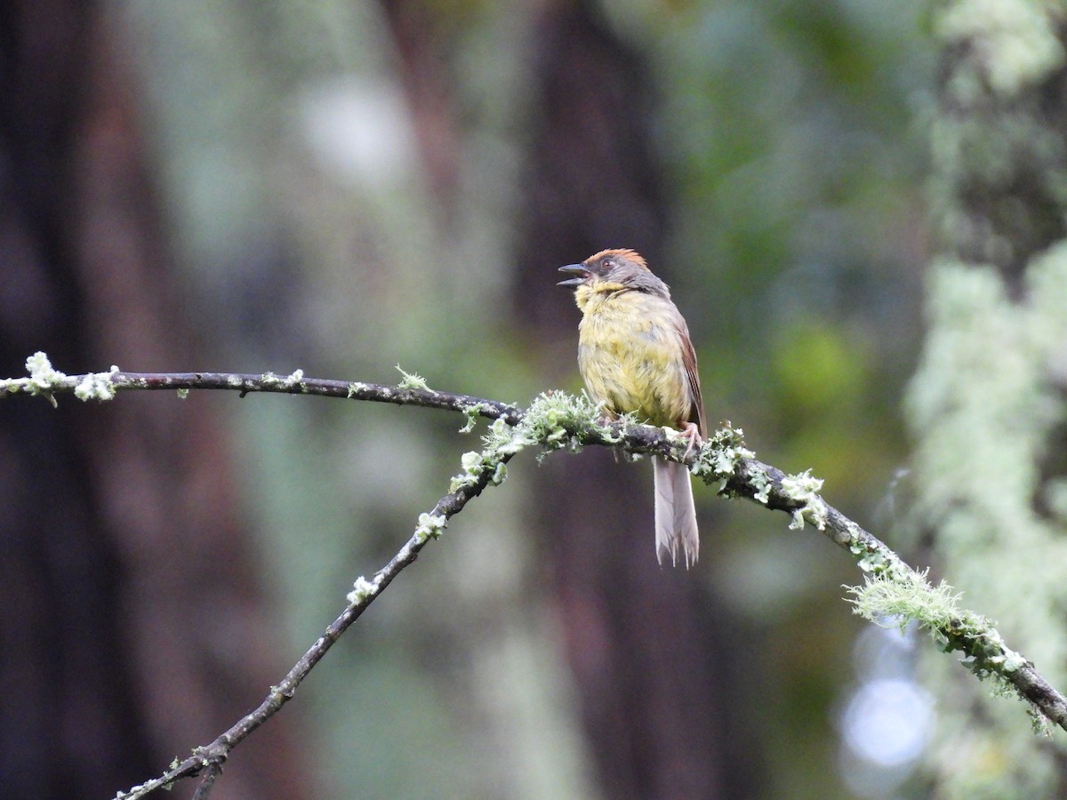 Rufous-capped Brushfinch - ML623153912