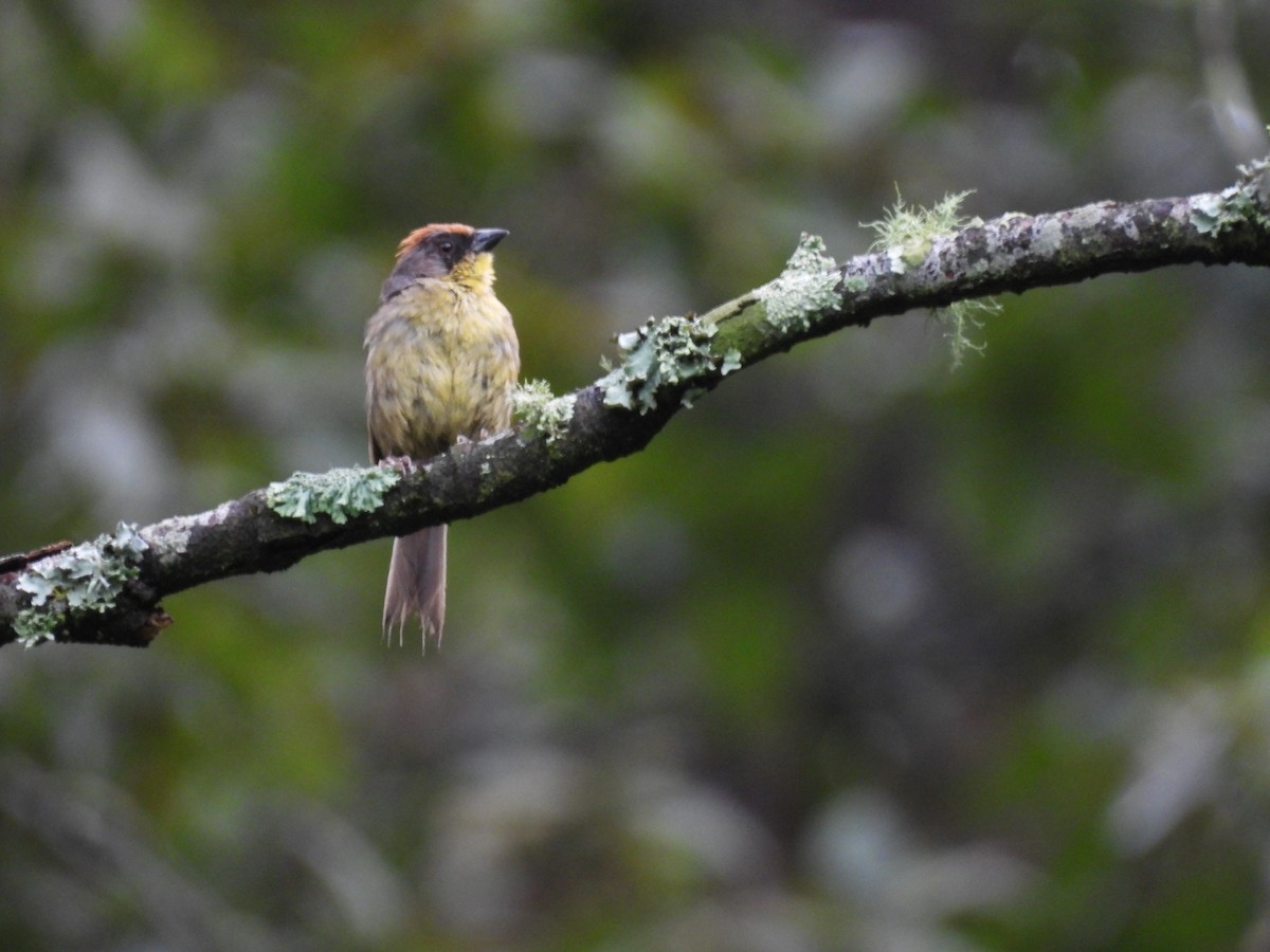 Rufous-capped Brushfinch - ML623153913