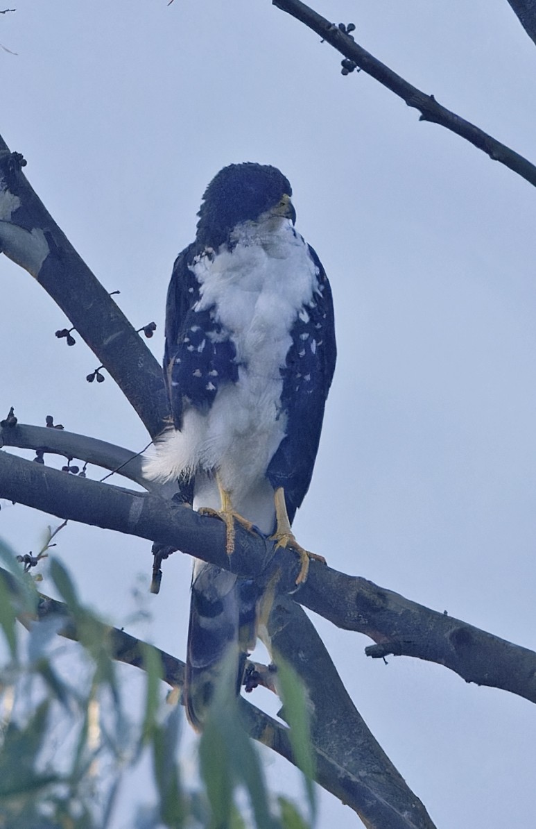 Black Goshawk - ML623154045