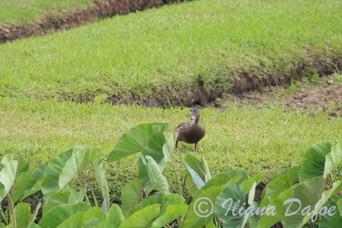 Hawaiian Duck - ML623154100