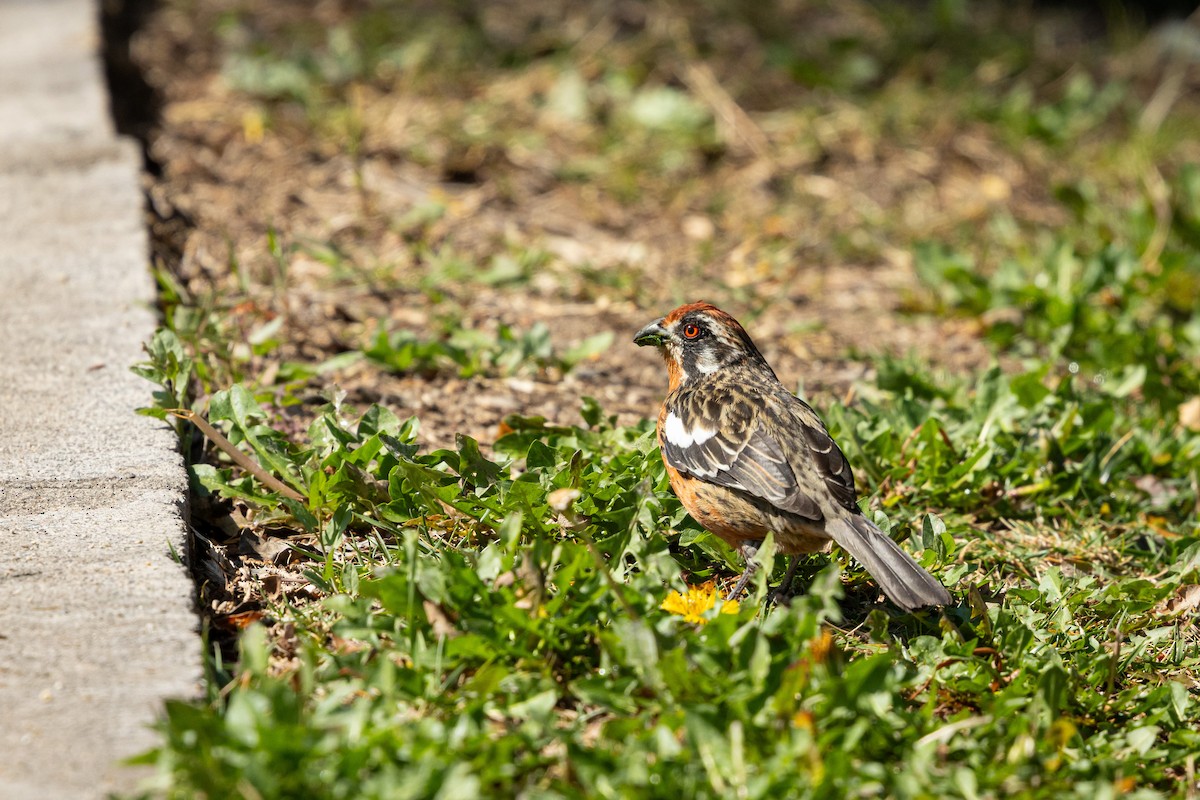 Rufous-tailed Plantcutter - Ariel Cabrera Foix
