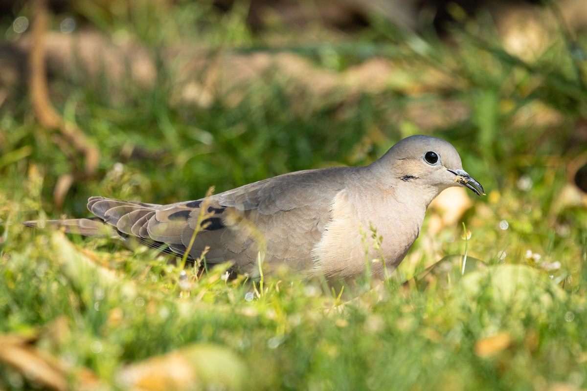 Eared Dove - Ariel Cabrera Foix