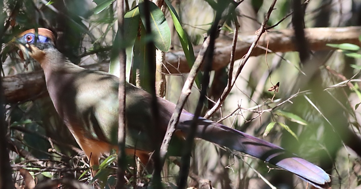 Red-capped Coua - ML623154212