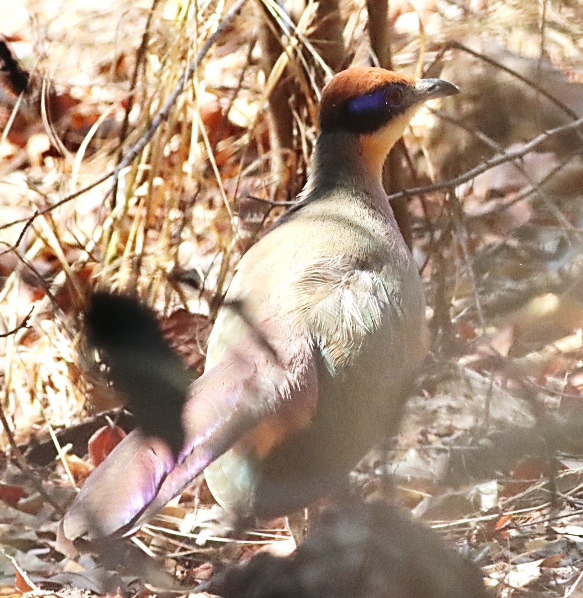 Red-capped Coua - ML623154216