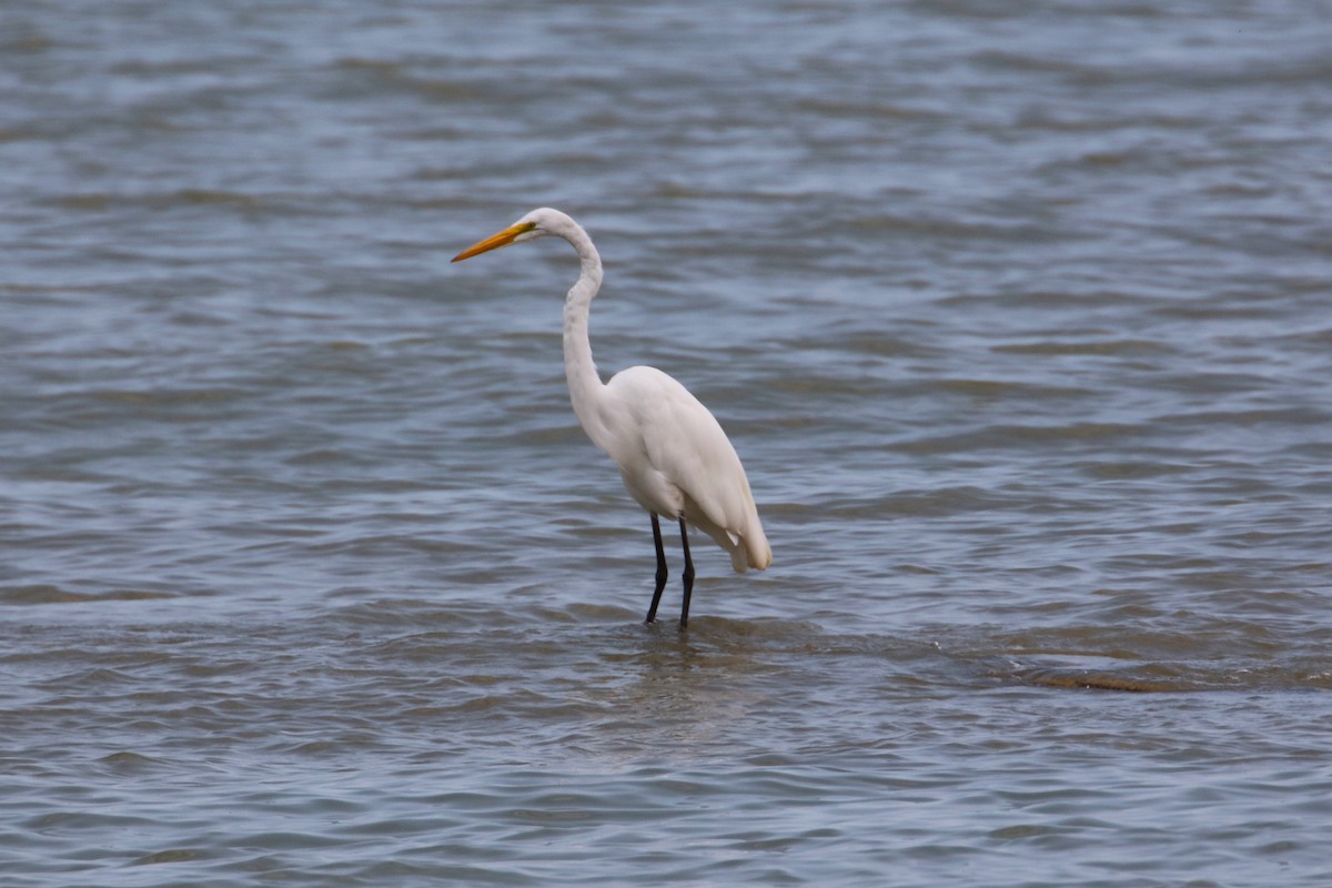 Great Egret - ML623154260