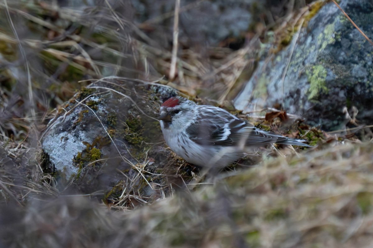 Hoary Redpoll - ML623154276