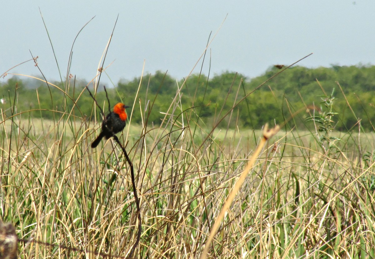 Scarlet-headed Blackbird - ML623154292