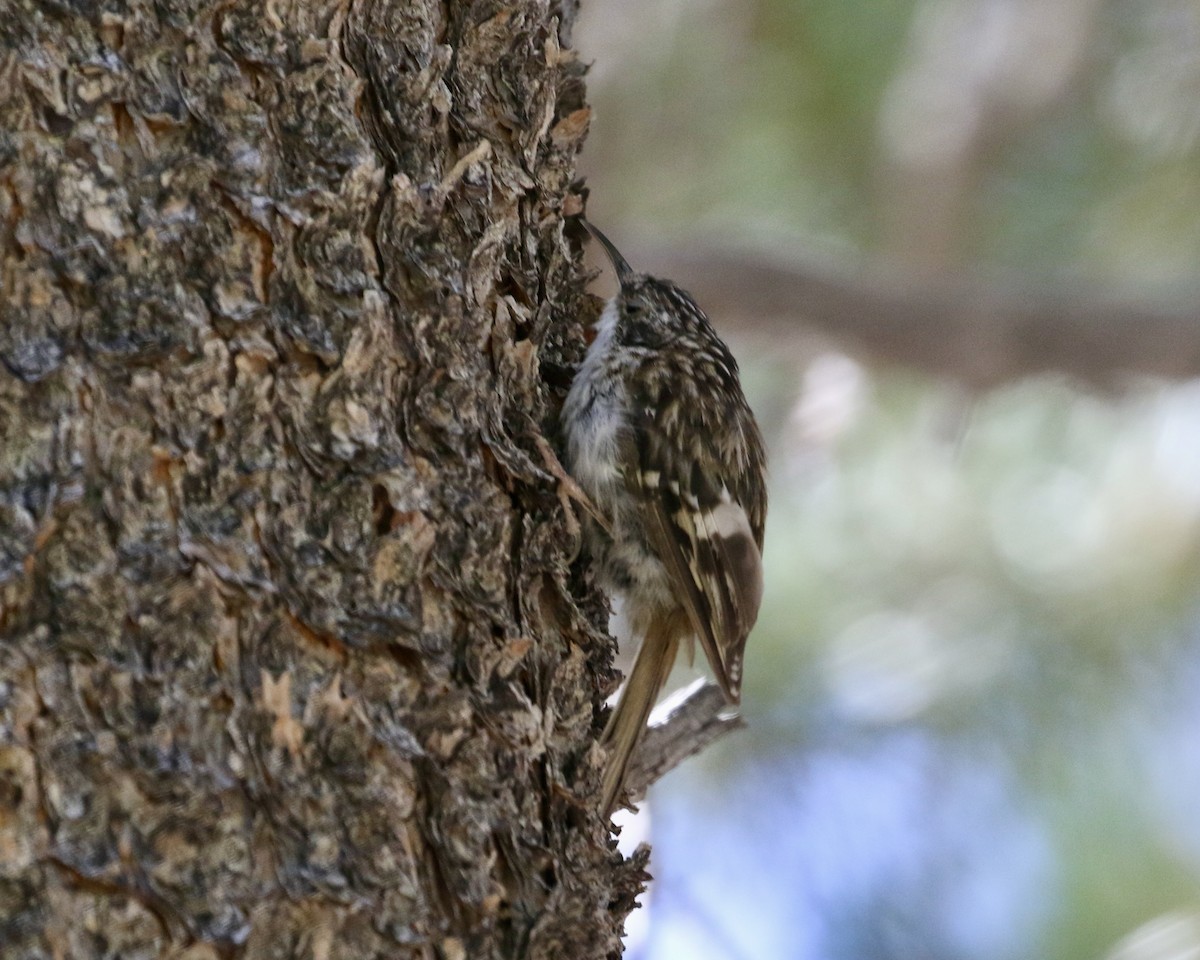 Brown Creeper - ML623154337