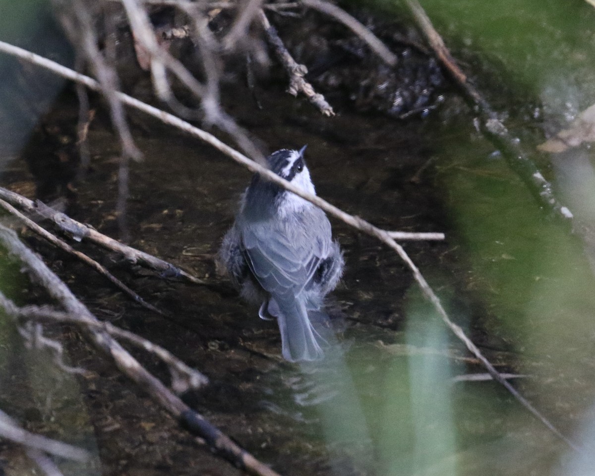 Mountain Chickadee - ML623154347