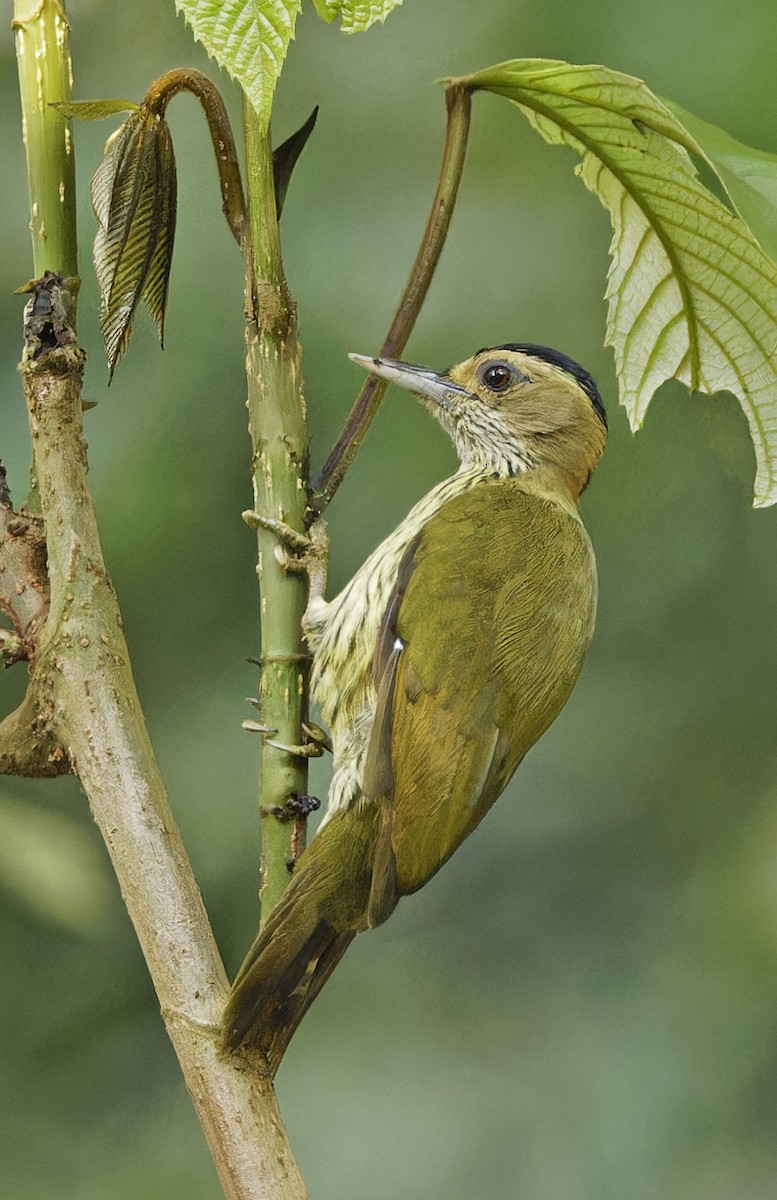 Elliot's Woodpecker - ML623154401