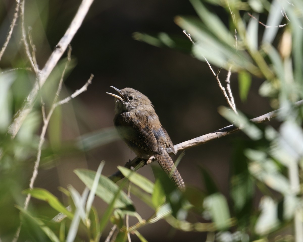 House Wren - ML623154413