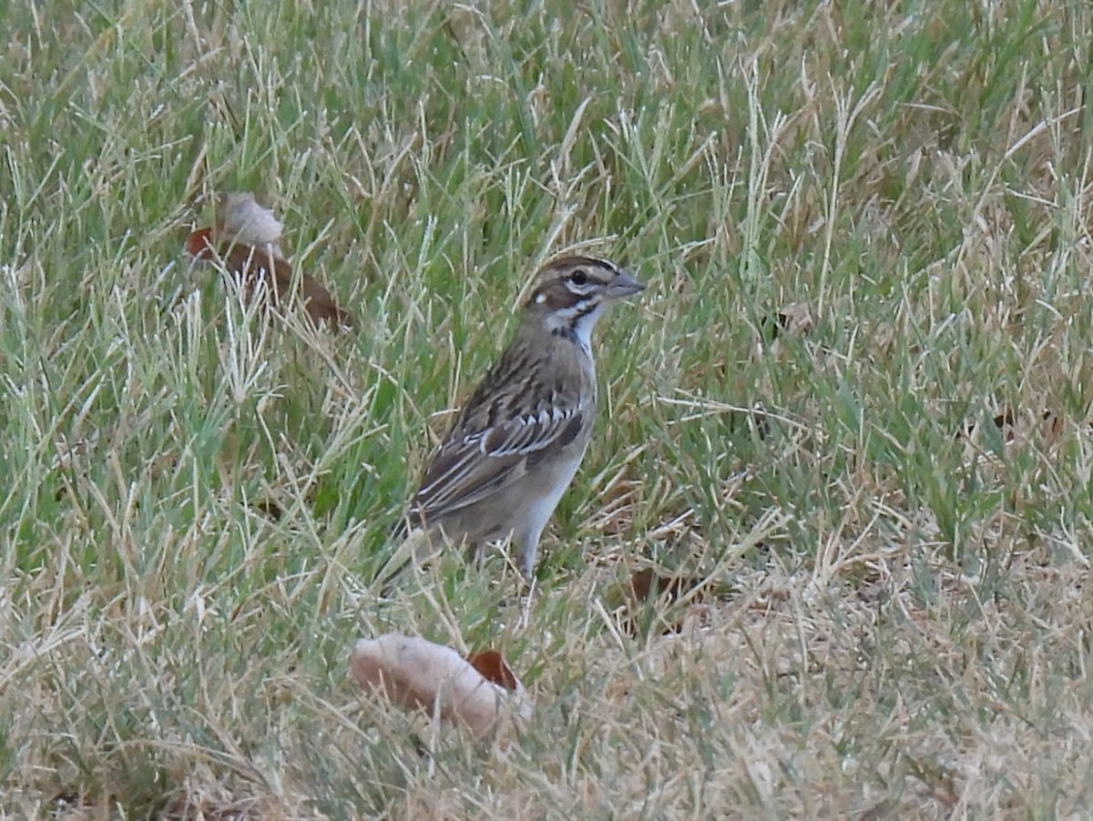 Lark Sparrow - Shelia Hargis