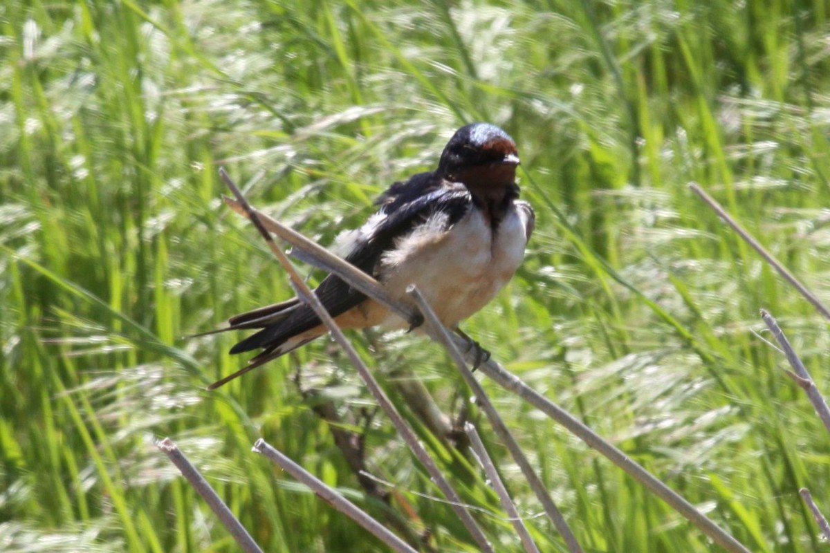 Barn Swallow - ML623154490