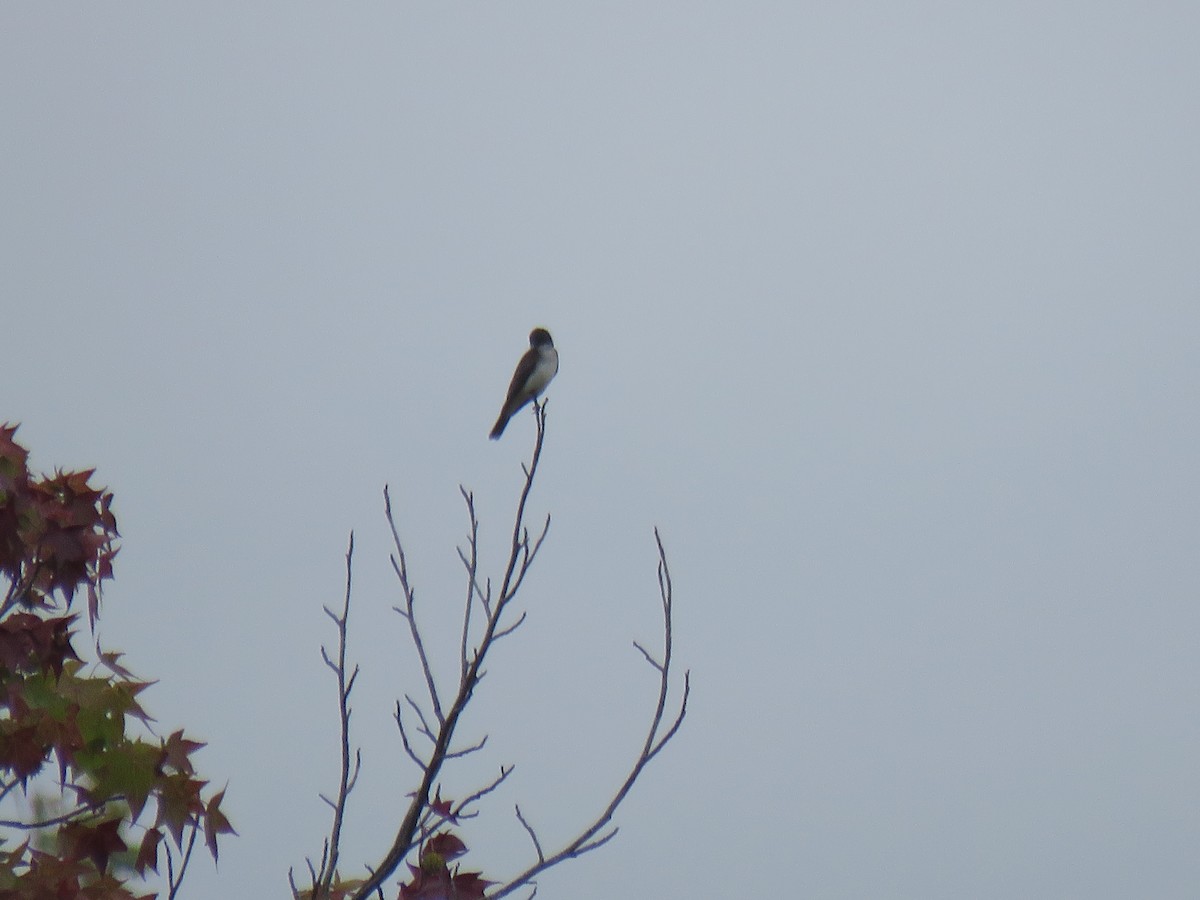 Eastern Kingbird - ML623154550