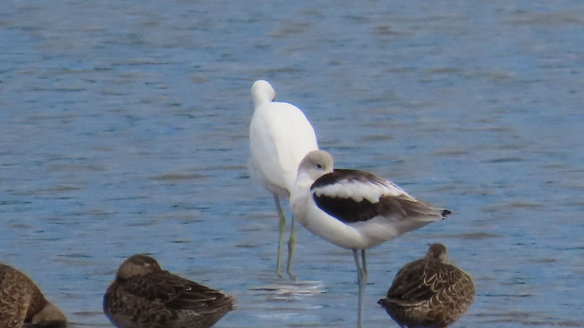 American Avocet - ML623154552