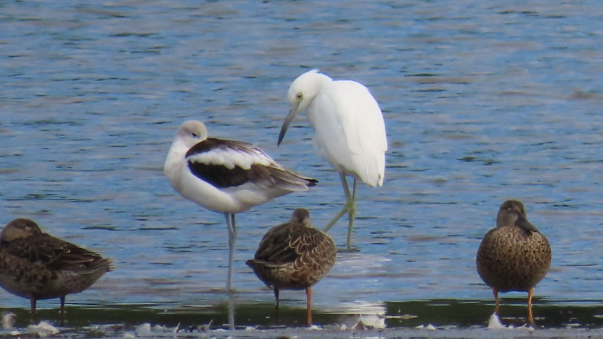 Little Blue Heron - ML623154567