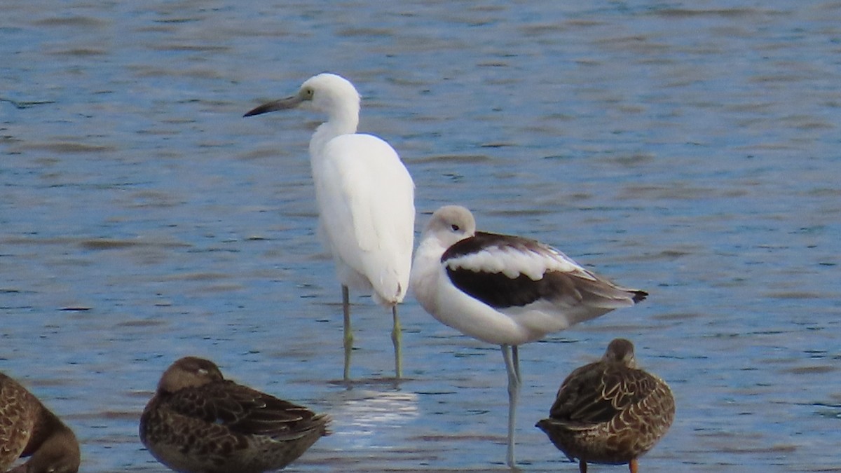 Little Blue Heron - ML623154568