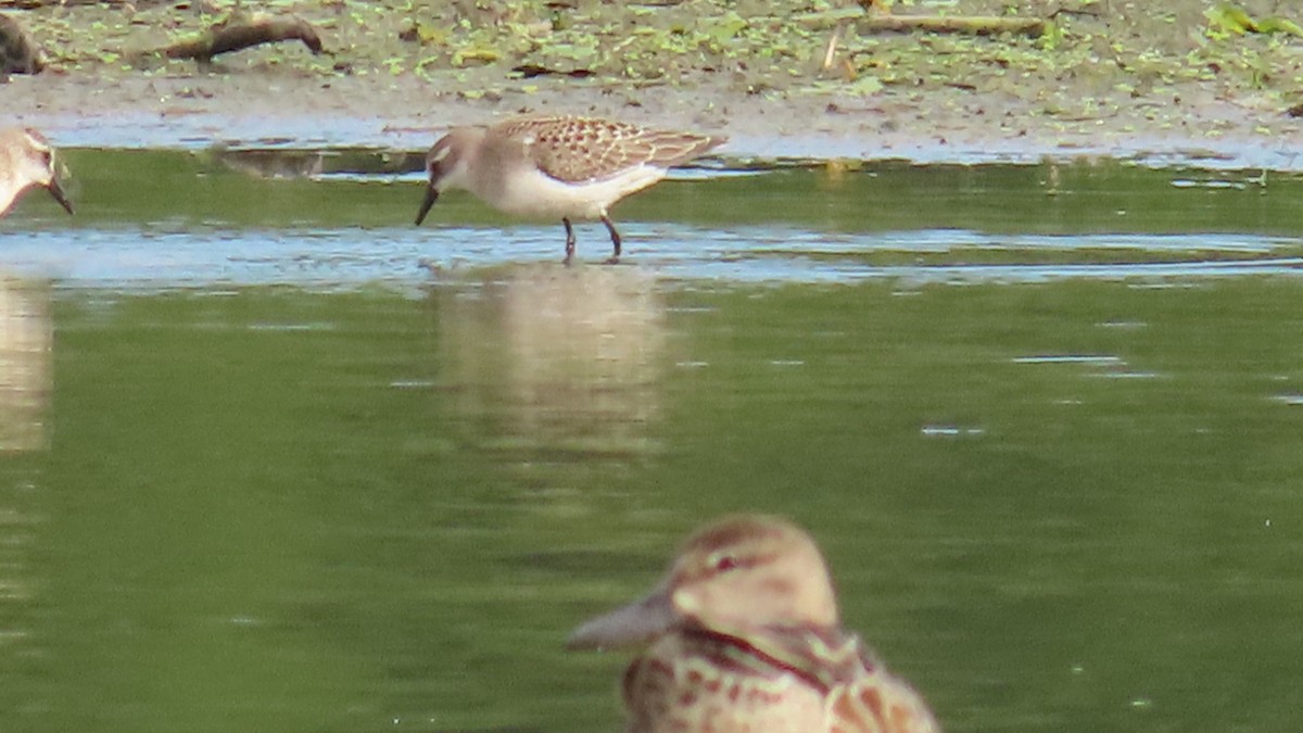 Semipalmated Sandpiper - ML623154574